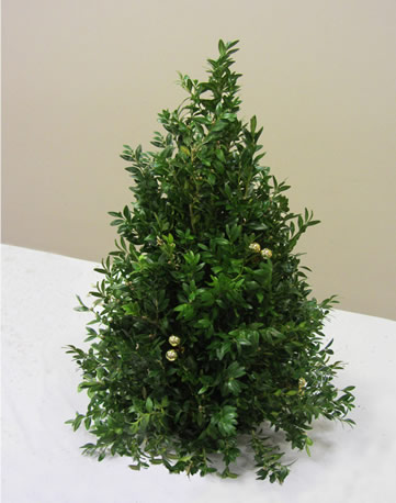 boxwood tree